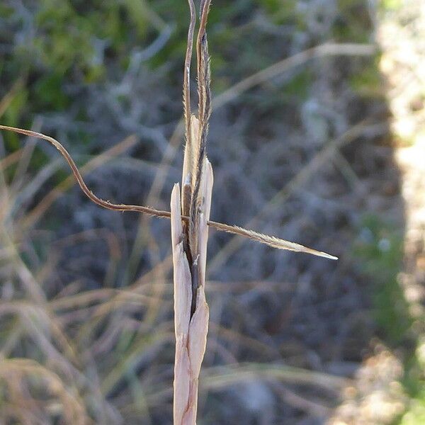 Heteropogon contortus Квітка