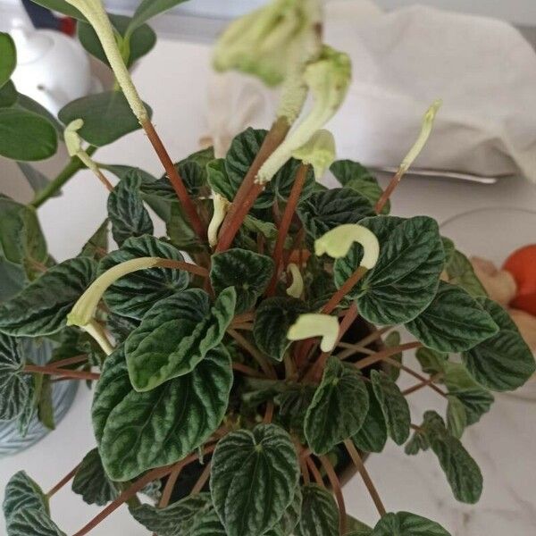 Peperomia caperata Blatt