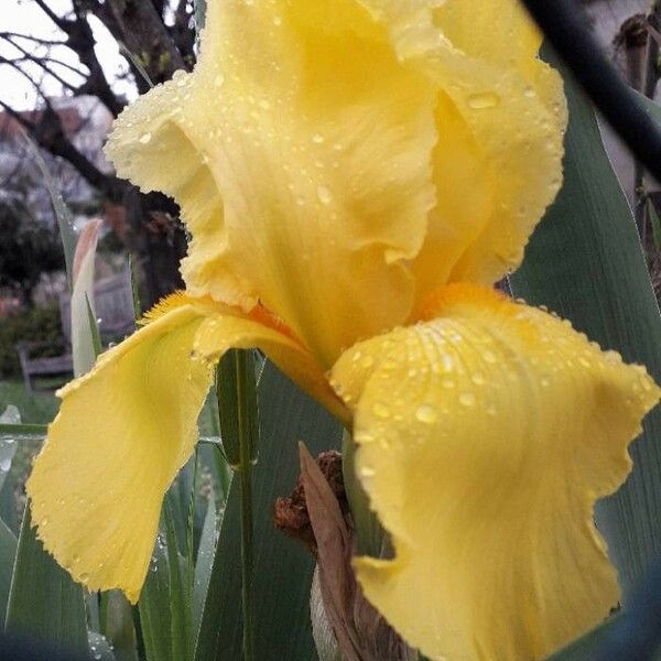 Iris pseudacorus Floare