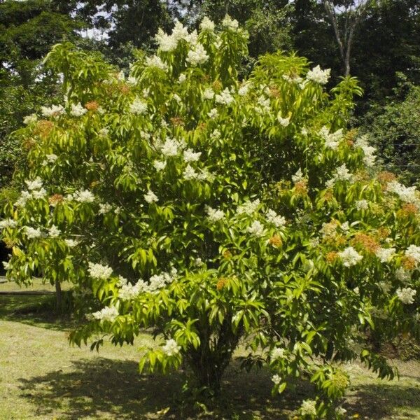 Miconia longifolia