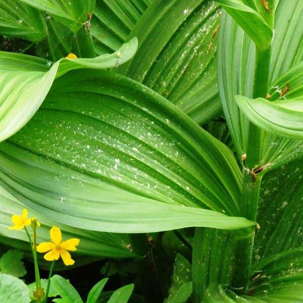 Veratrum album Leaf