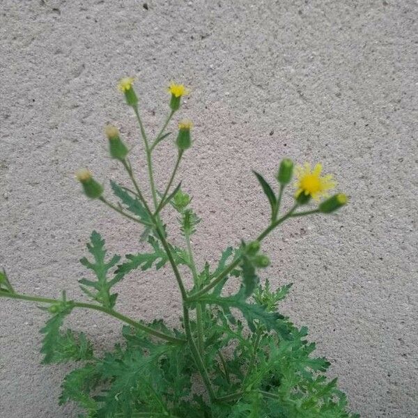 Senecio viscosus Flor