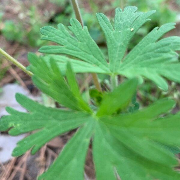 Geranium carolinianum 葉