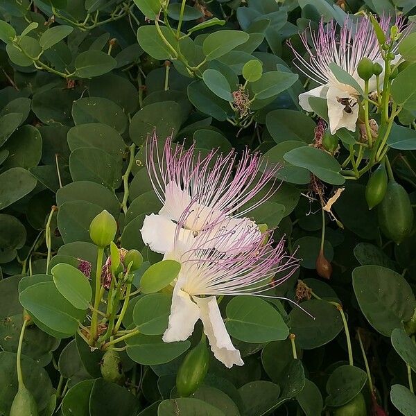 Capparis spinosa 花