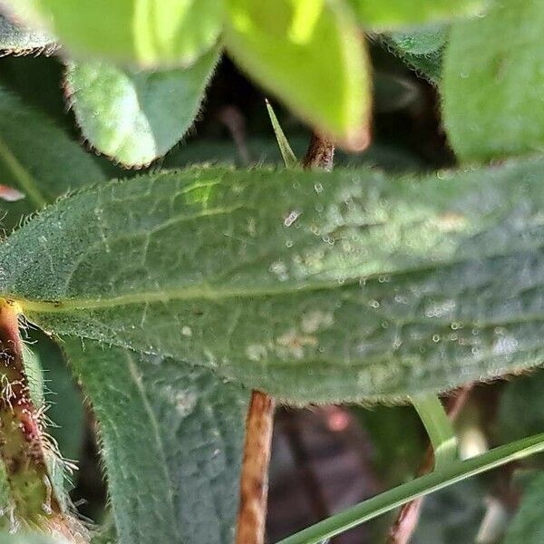 Pentanema hirtum Leaf