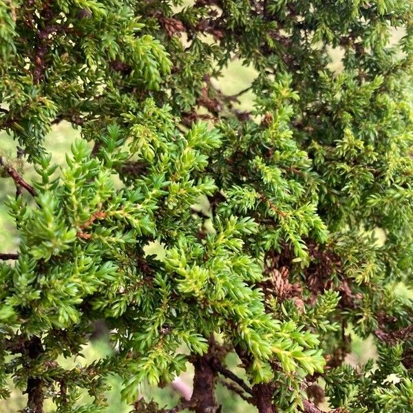 Juniperus brevifolia Leaf