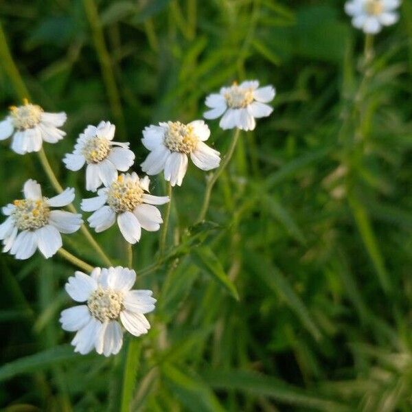 Achillea ptarmica Flower