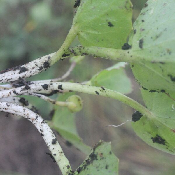 Centella erecta फल