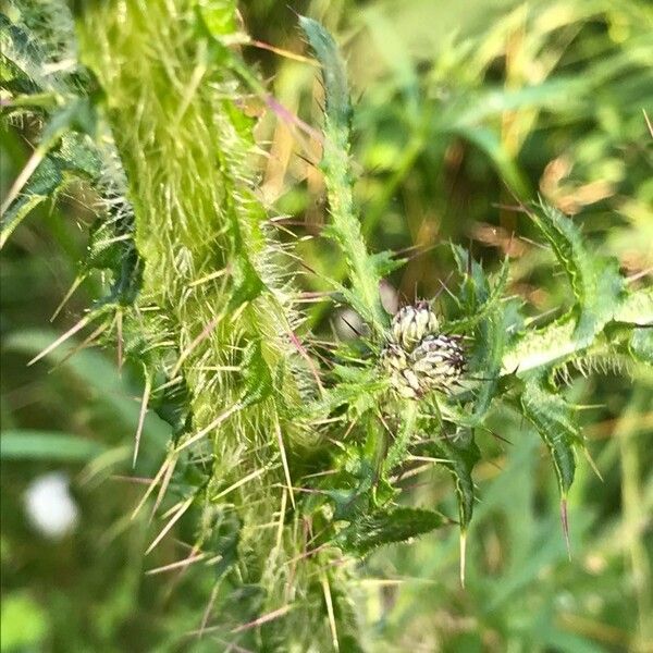 Cirsium palustre Fulla