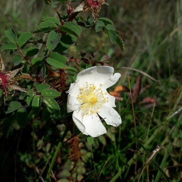 Rosa spinosissima Blüte