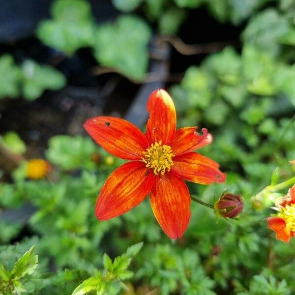 Bidens triplinervia ফুল