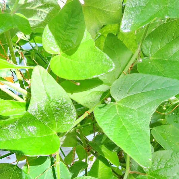 Passiflora sanguinolenta Leaf
