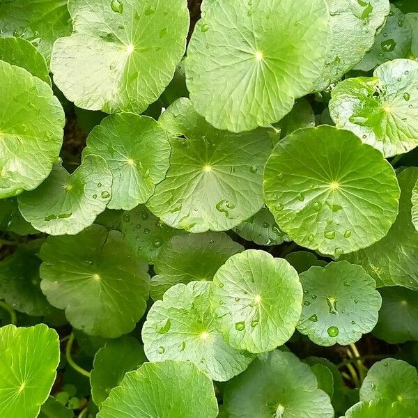 Hydrocotyle verticillata Folio