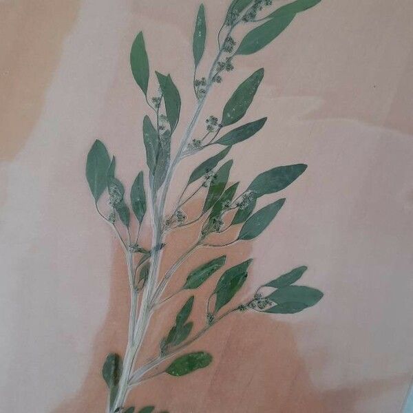 Chenopodium polyspermum Tervik taim