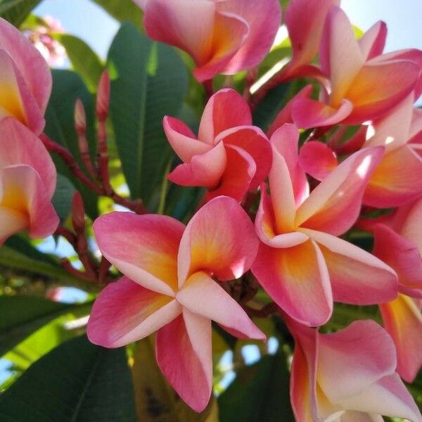 Plumeria rubra Kwiat