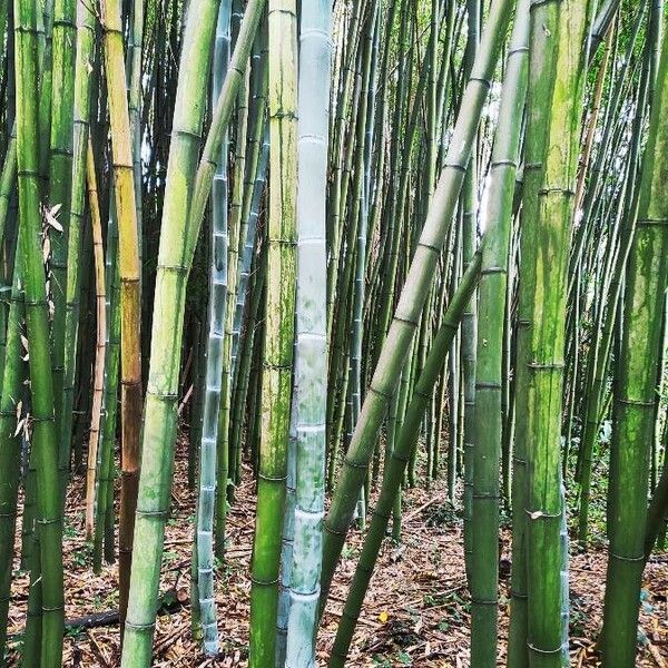 Phyllostachys bambusoides Fuelha