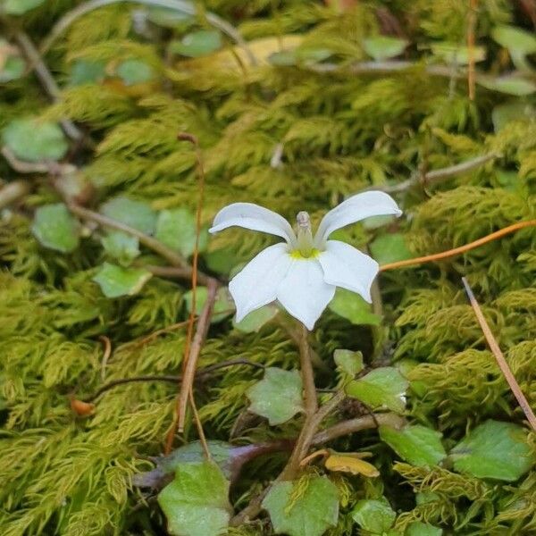 Lobelia angulata Flower