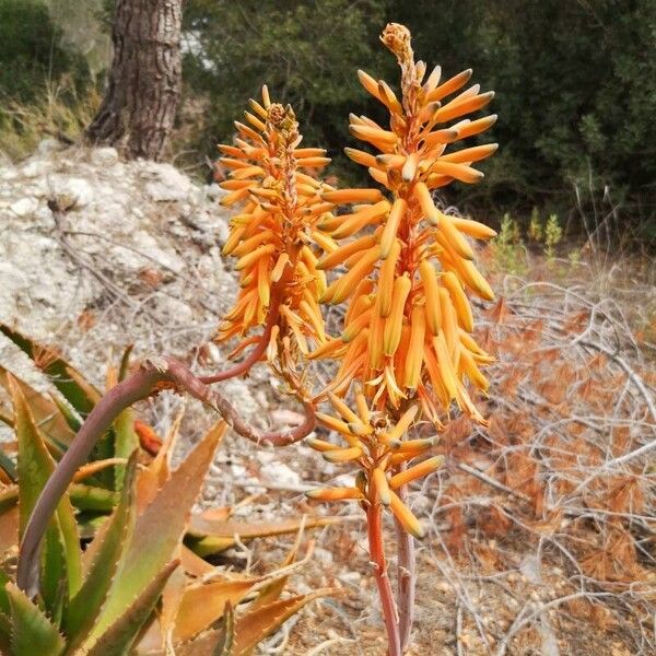 Aloe brevifolia Λουλούδι