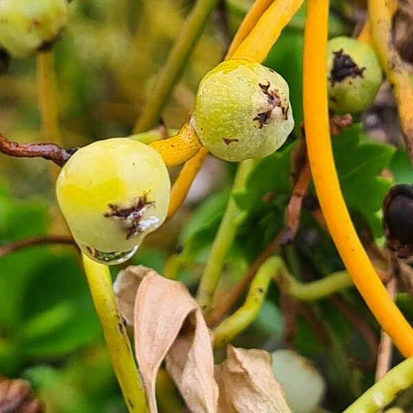 Cassytha filiformis Fruit
