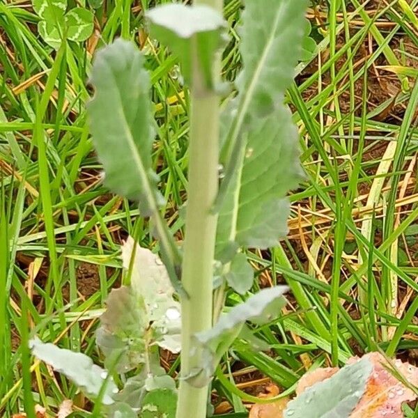 Brassica napus 葉