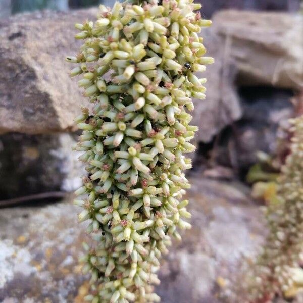 Umbilicus horizontalis Flower