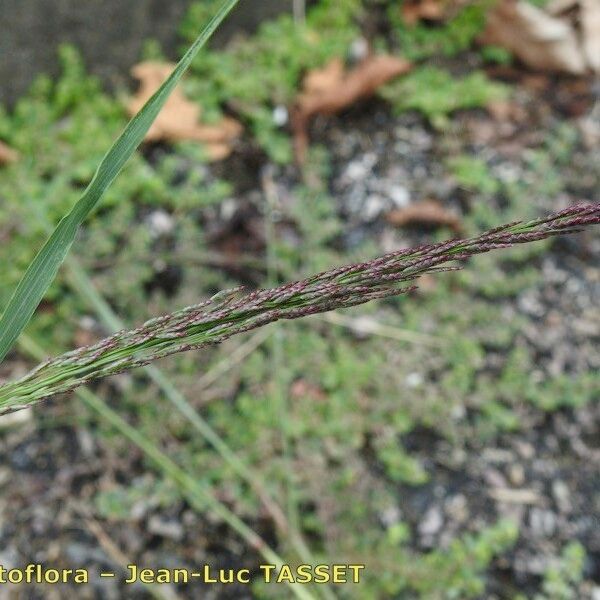 Eragrostis pilosa 花