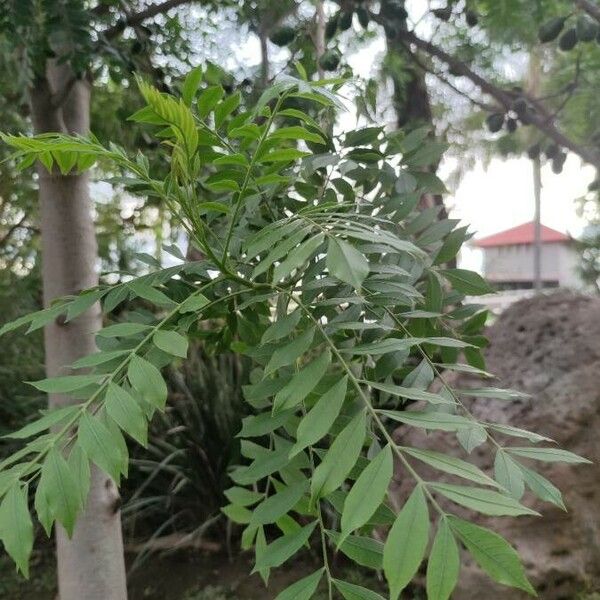 Carya illinoinensis Folla