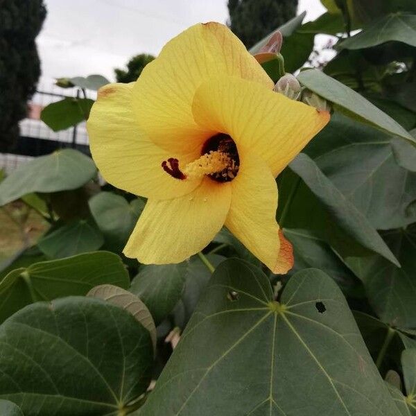 Hibiscus tiliaceus 花