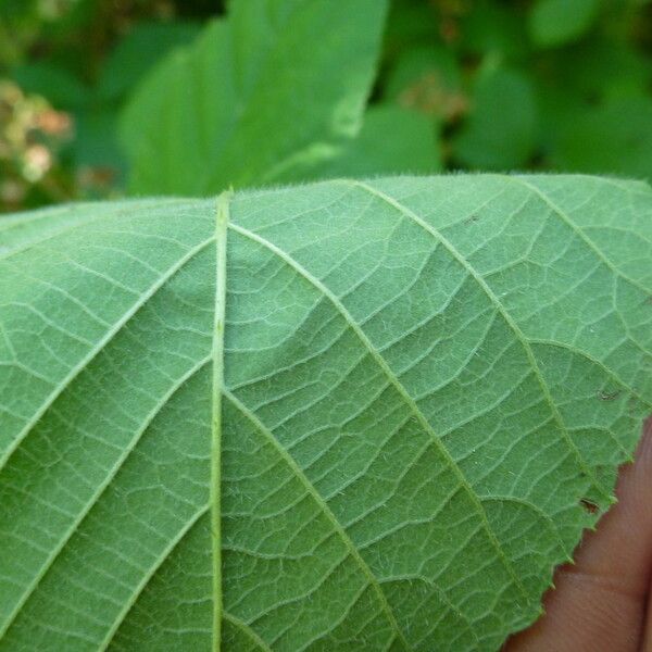 Rubus koehleri Arall