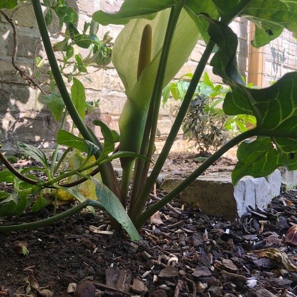 Arum italicum Floro