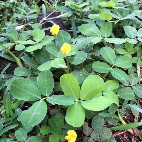 Arachis pintoi ᱥᱟᱠᱟᱢ