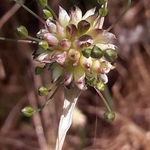 Allium vineale Floro