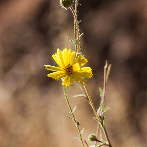 Madia elegans Kvet