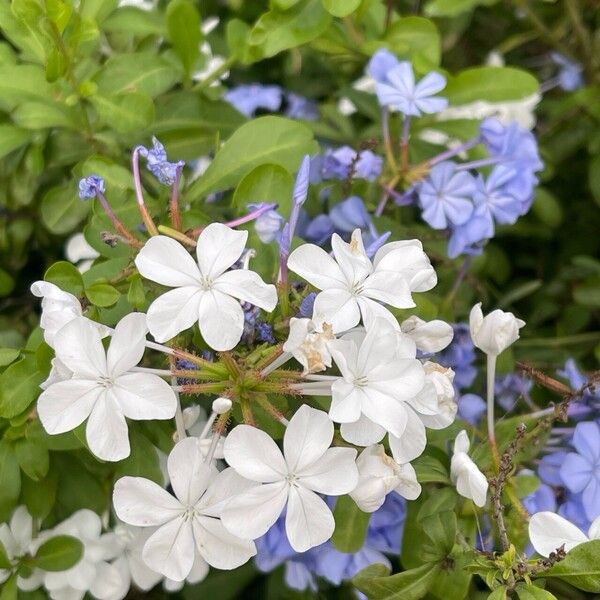 Plumbago auriculata Bloem