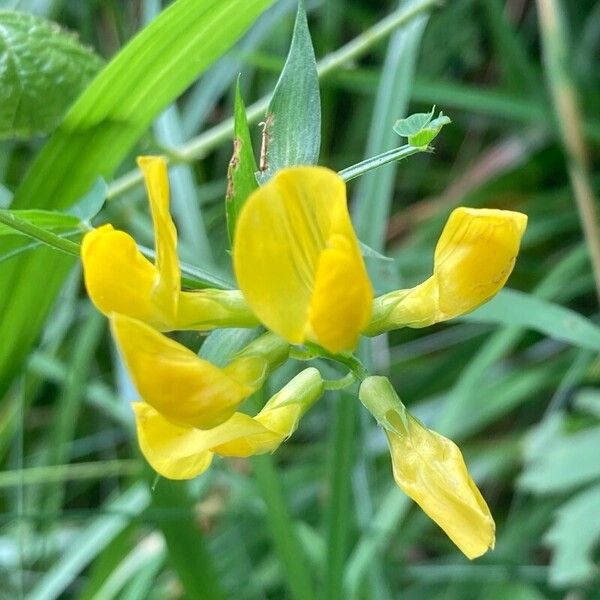 Lathyrus pratensis Flor