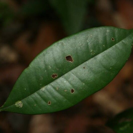 Myrcia decorticans Leaf