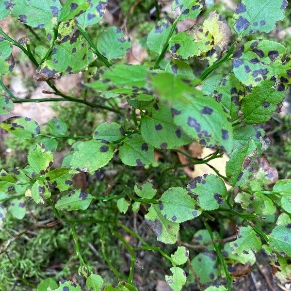 Vaccinium myrtillus Blatt