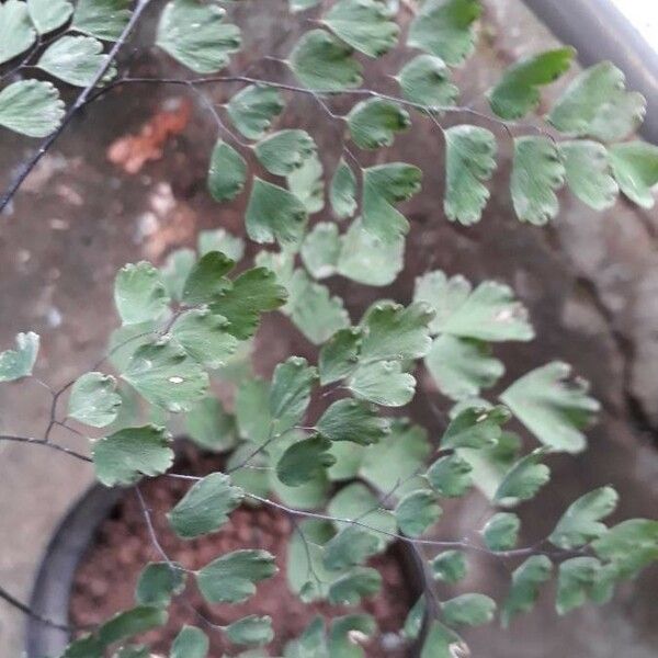 Adiantum capillus-veneris Leaf