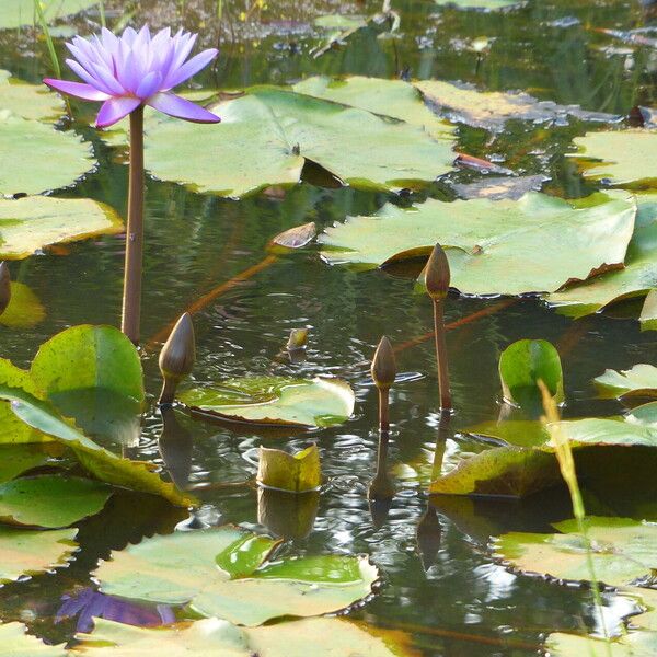 Nymphaea nouchali Leaf