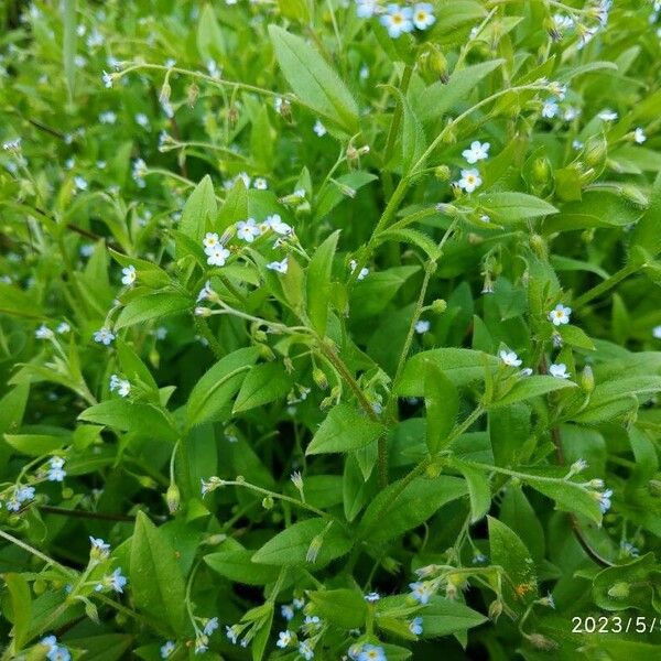 Myosotis arvensis Кветка