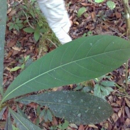 Amaioua guianensis Lehti