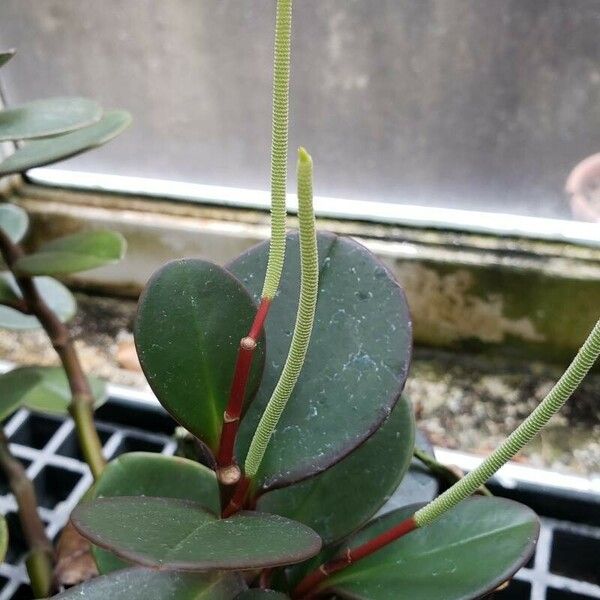 Peperomia magnoliifolia Floro