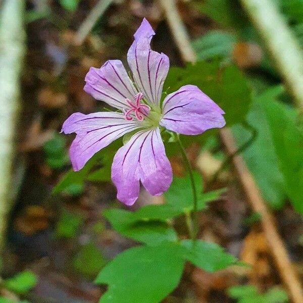 Geranium nodosum Blodyn