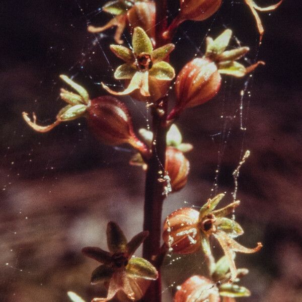 Neottia cordata Flor