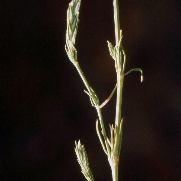 Crucianella angustifolia অভ্যাস