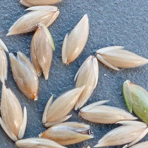 Phalaris canariensis Fruit