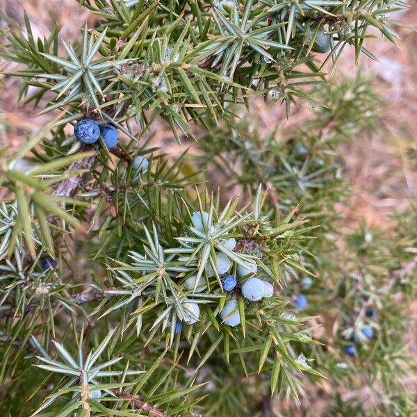 Juniperus communis फल