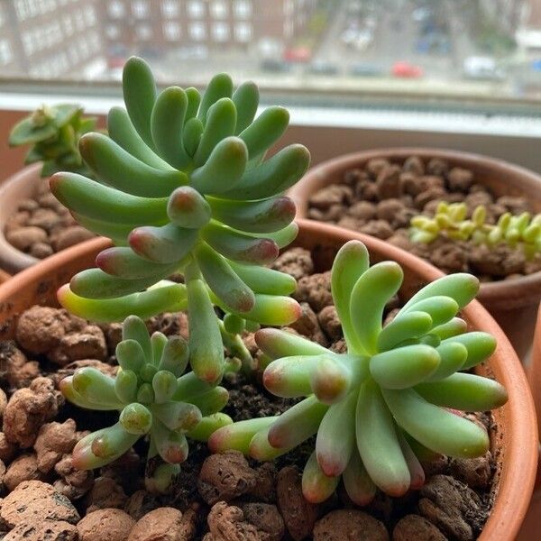 Sedum pachyphyllum Folha