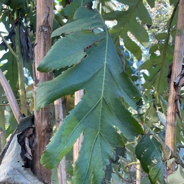 Bocconia frutescens Folha