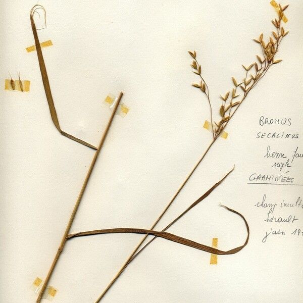 Bromus secalinus 花